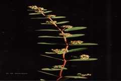 Euphorbia thymifolia